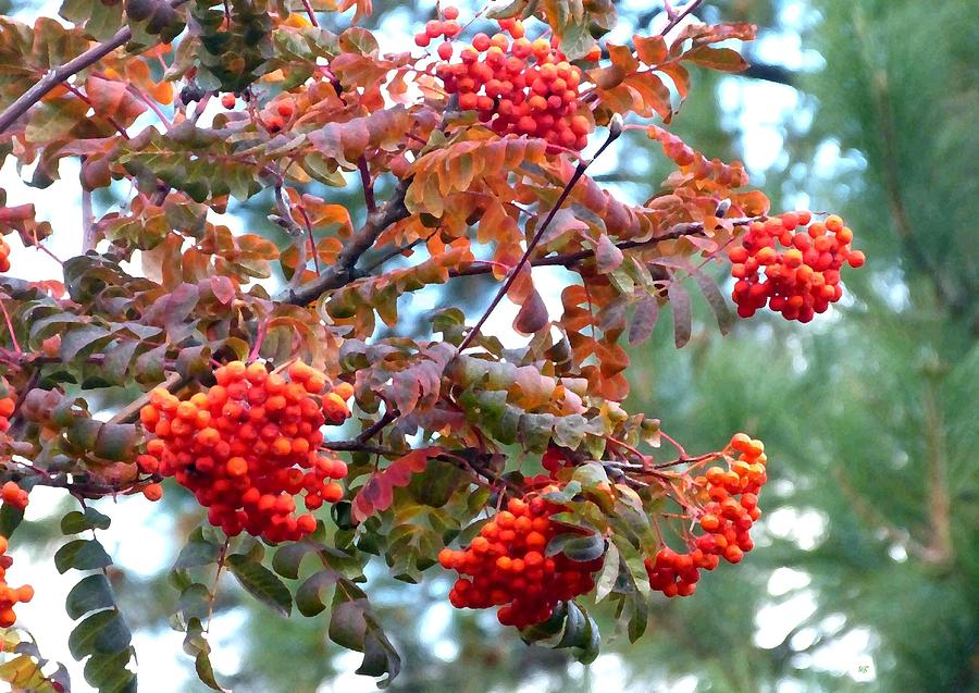Painted Mountain Ash Berries Digital Art by Will Borden
