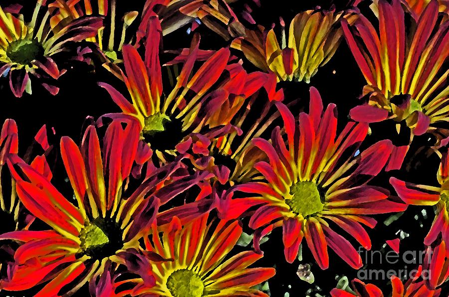 Painted Mums Photograph by Judy Wolinsky