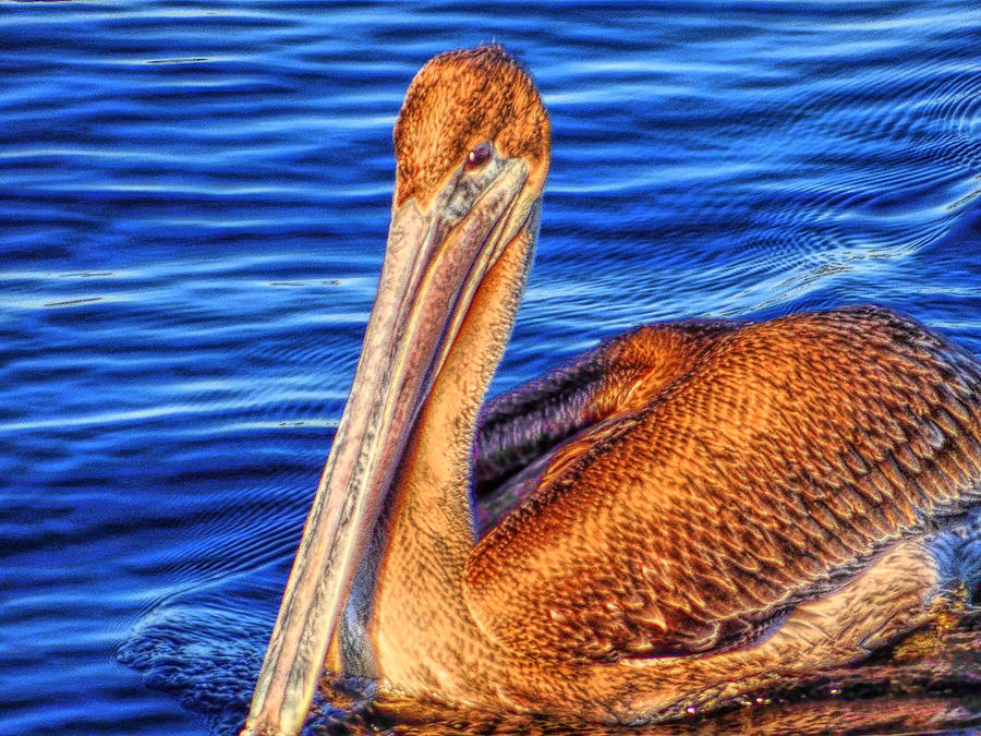 Painted Pelican Photograph by Tom DiFrancesca