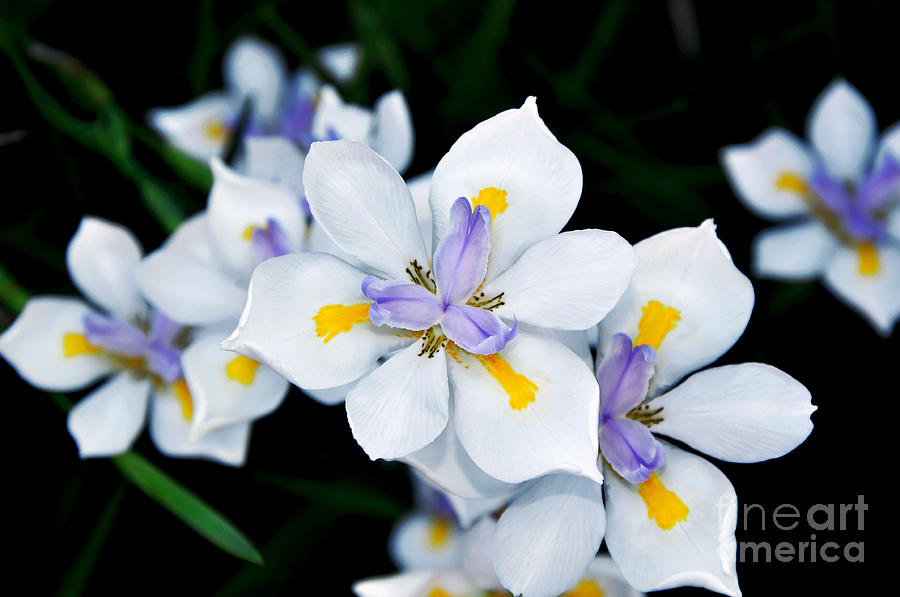 Iris Photograph - Painted Petals by Kaye Menner