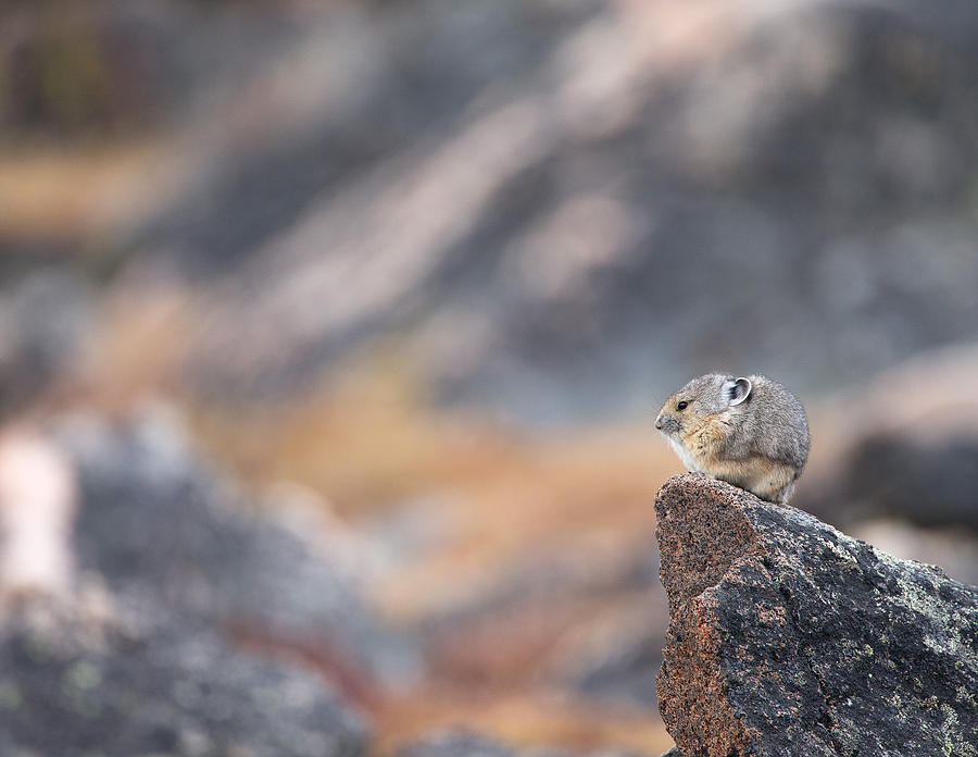 Painted Pika Photograph by Max Waugh