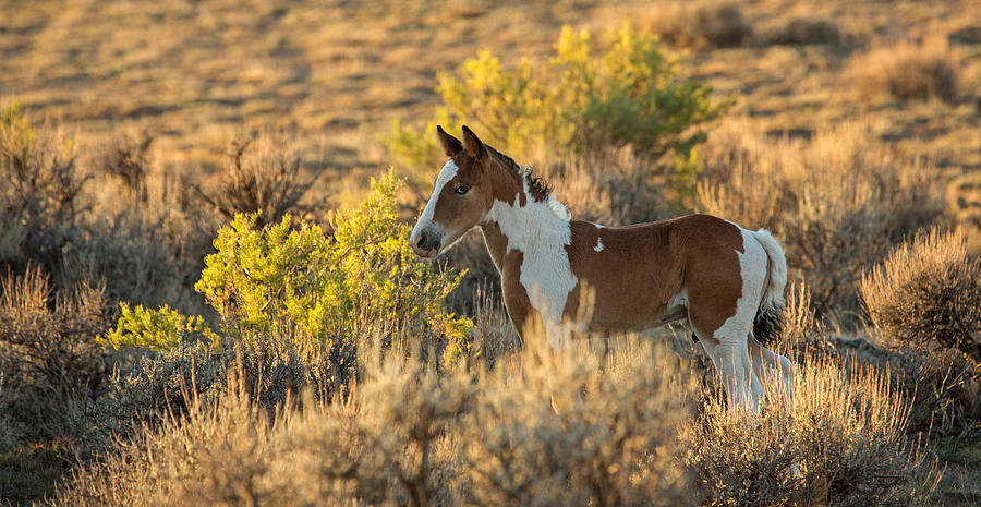 Painted Pony Photograph by Sandy Sisti