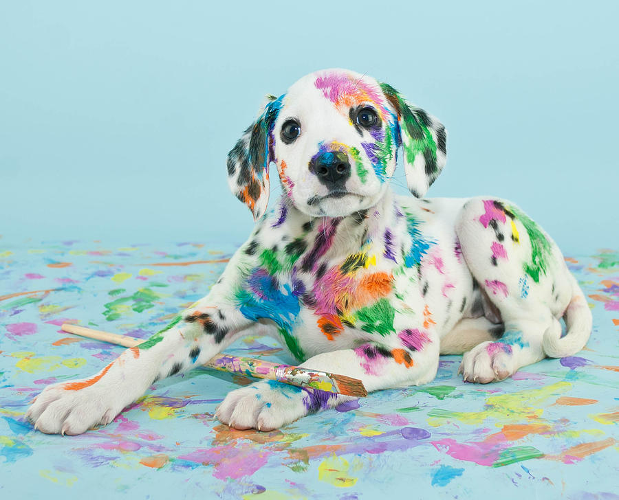 Painted puppy Photograph by StockImage