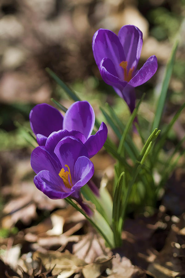 Spring Photograph - Painted Purple Crocus by Kathy Clark