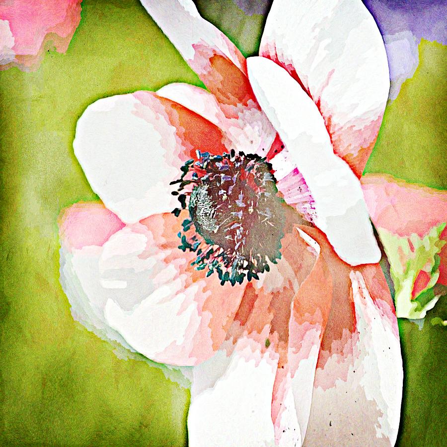 Painted Red and White Spring Anemone Flower Photograph by P S - Fine ...