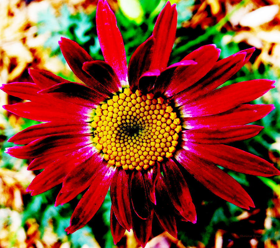 Painted Red Daisy Photograph by Shawna Rowe