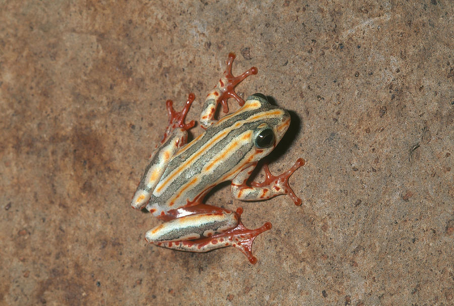 Painted Reed Frog Photograph by Karl H. Switak