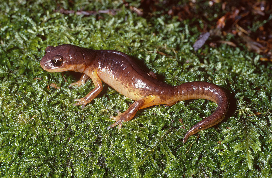 Painted Salamander Photograph by Karl H. Switak