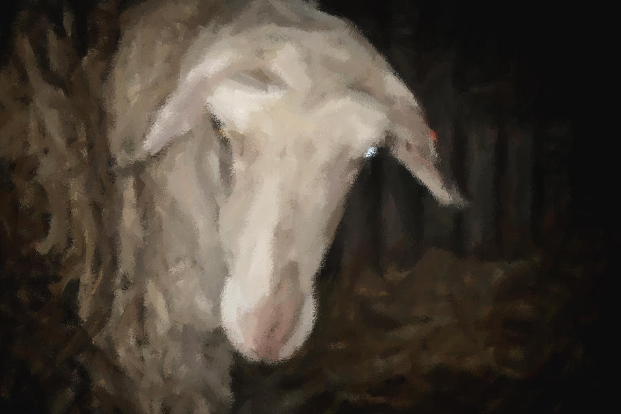 Painted Sheep In A Photograph Painting by Doc Braham