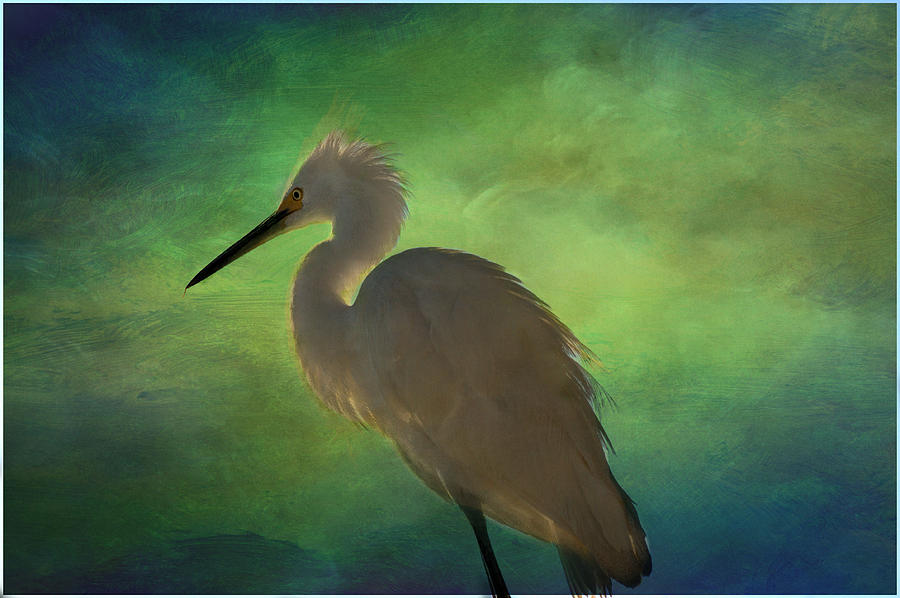Egret Photograph - Painted Sky by Eagle Finegan Egret Photograph - Painted Sky by Eagle Finegan