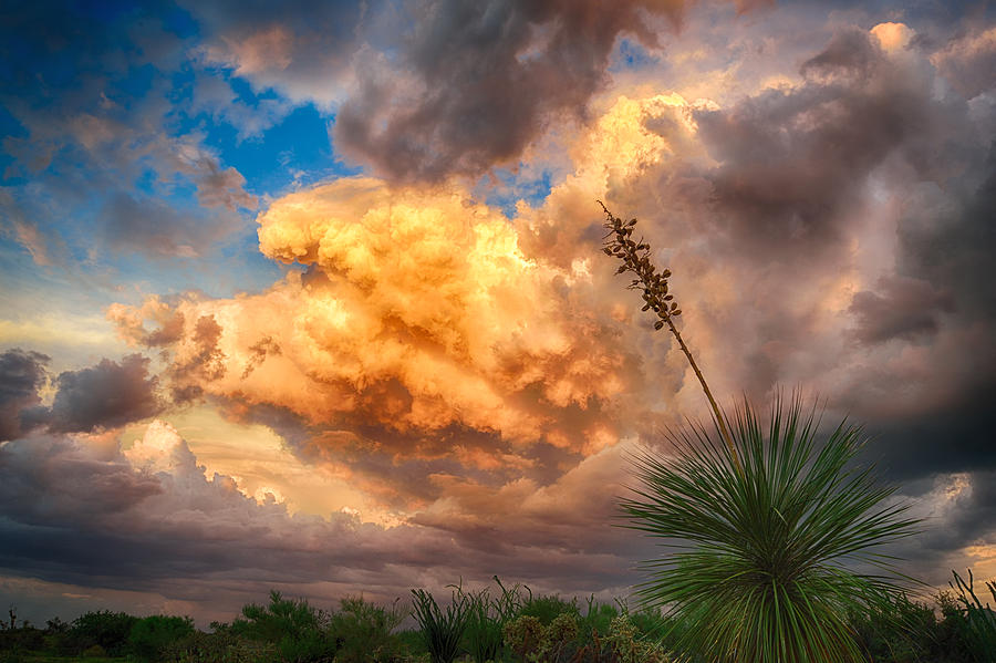 Tucson Photograph - Painted Sky by Michael Newberry