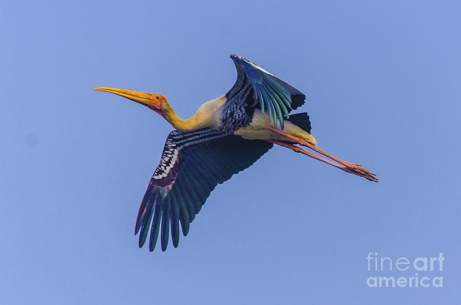 Painted Stork in Flight Photograph by Pravine Chester