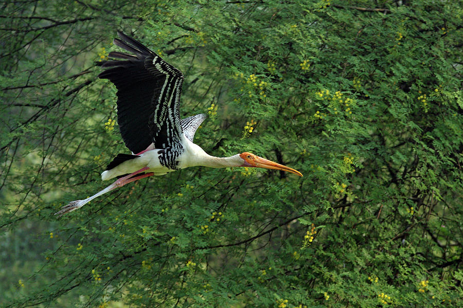 Nature Photograph - Painted Stork In Flight,keoladeo by Jagdeep Rajput