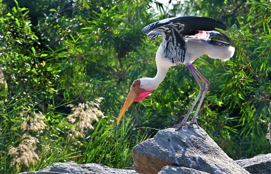 Painted Stork Photograph by K Jayaram