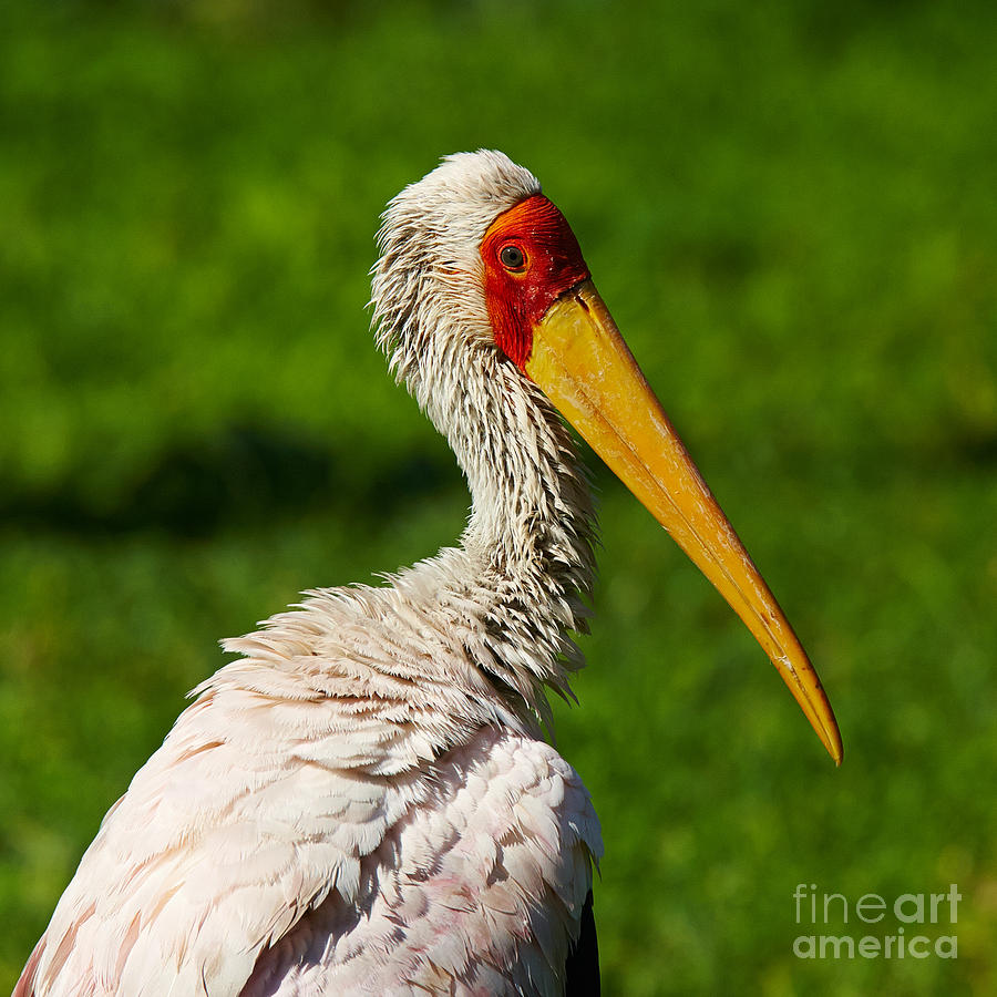 Painted Stork Photograph
