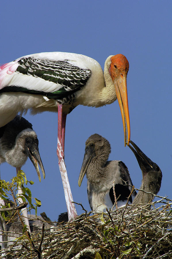 Painted Stork on Nest with Chicks Photograph by Pete Oxford