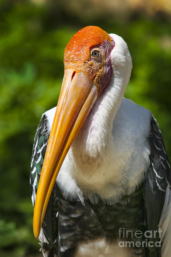 Painted Stork Photograph by Timothy Hacker
