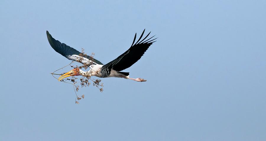 Painted Stork With Nest Material Photograph by K Jayaram