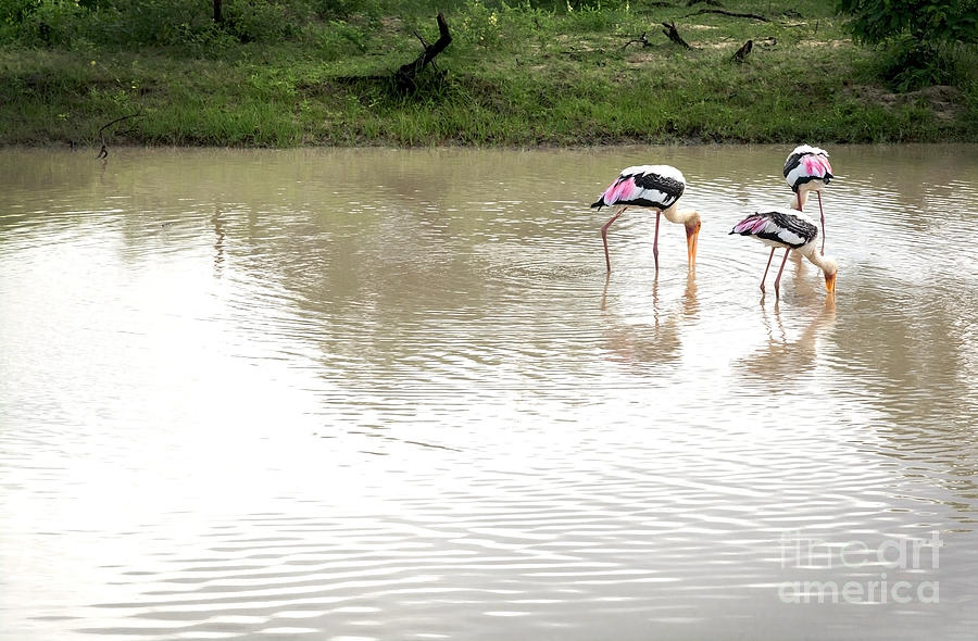 Painted Storks Photograph