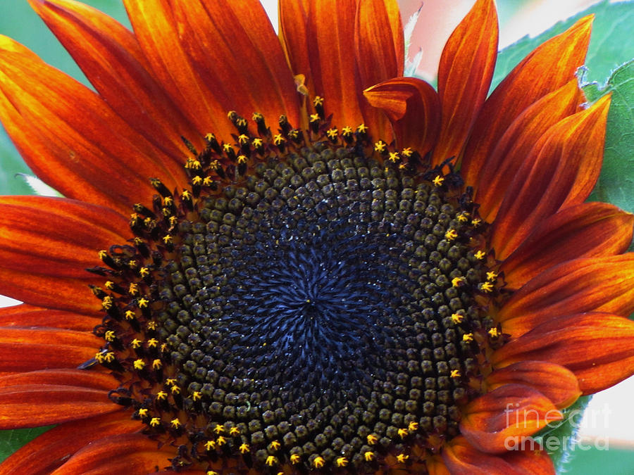 Painted Sunflower Photograph by Laurie Wilcox