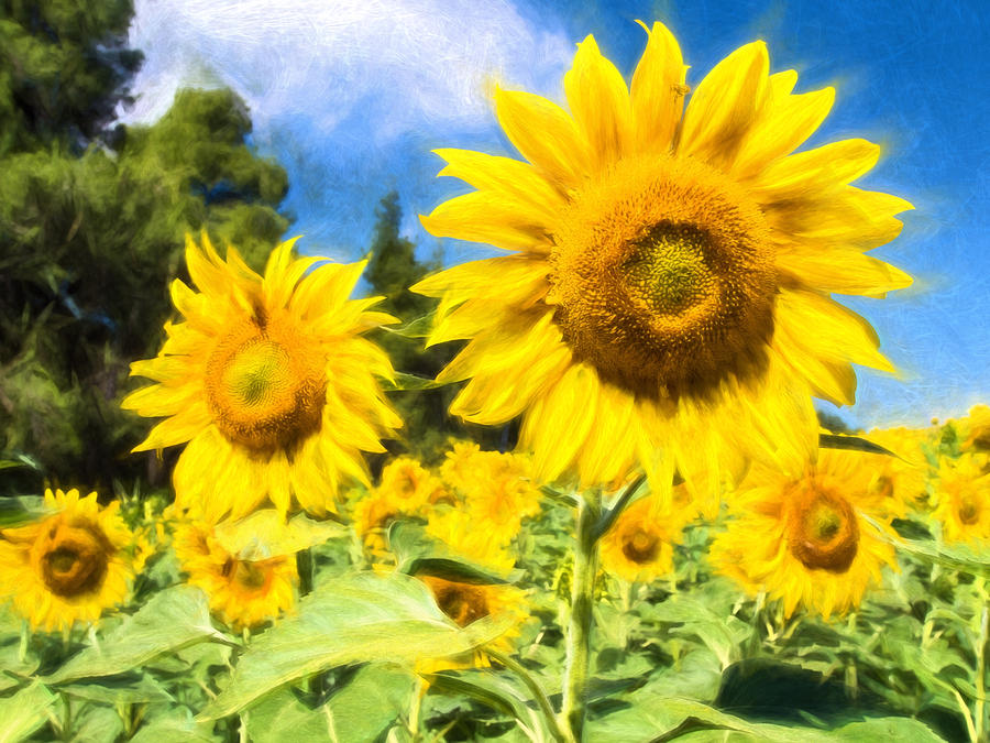 Painted Sunflower Digital Art by Roy Pedersen