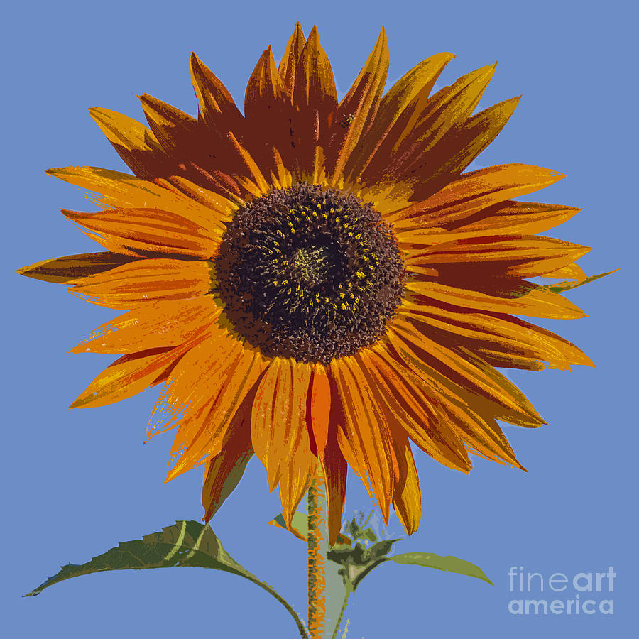 Painted Sunflower Photograph by Sonya Lang