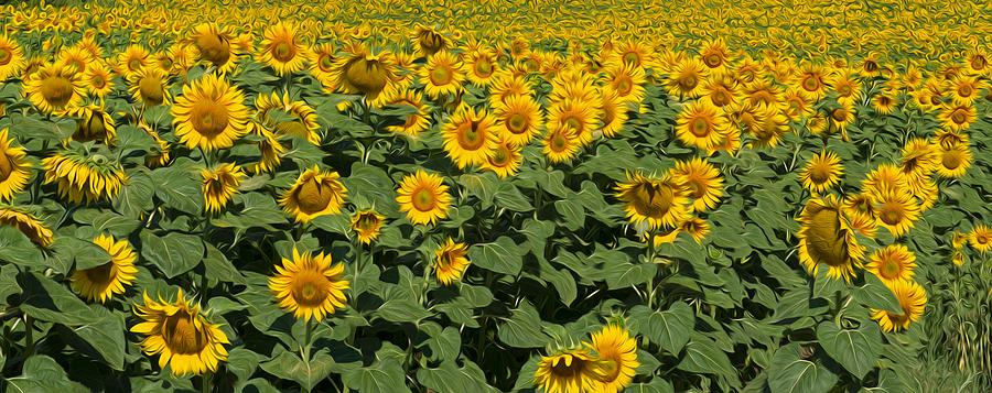 Painted Sunflowers Digital Art by Roy Pedersen