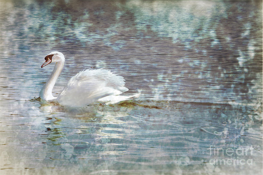Painted Swan Photograph