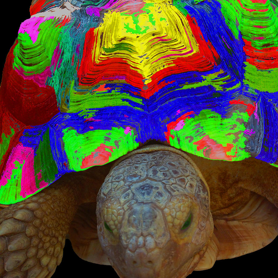 Painted Tortoise Photograph by Will Burlingham