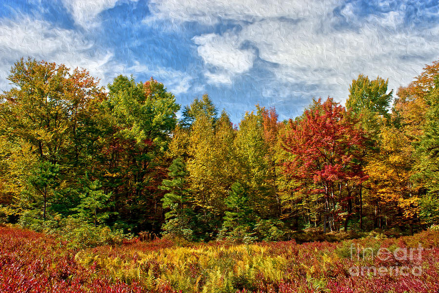 Painted Trees Of Fall Photograph by Tom Gari Gallery-Three-Photography ...