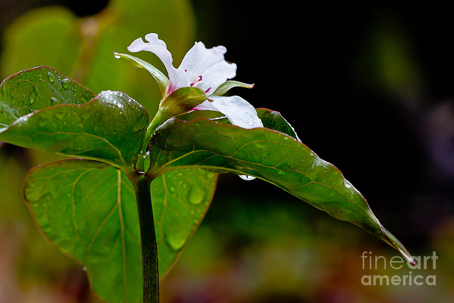 Painted Trillium in the Rain Photograph by Susan Cole Kelly