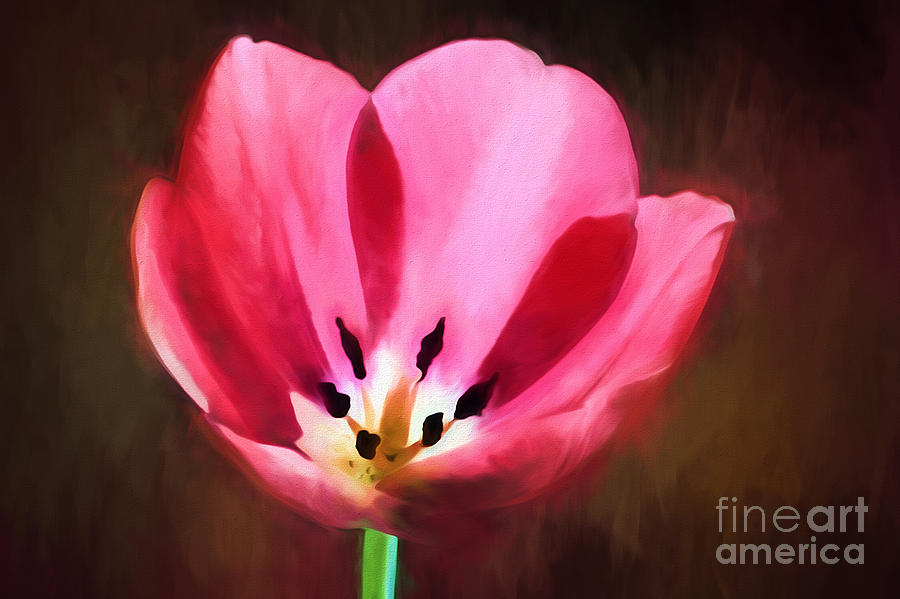 Painted Tulip Photograph by Darren Fisher