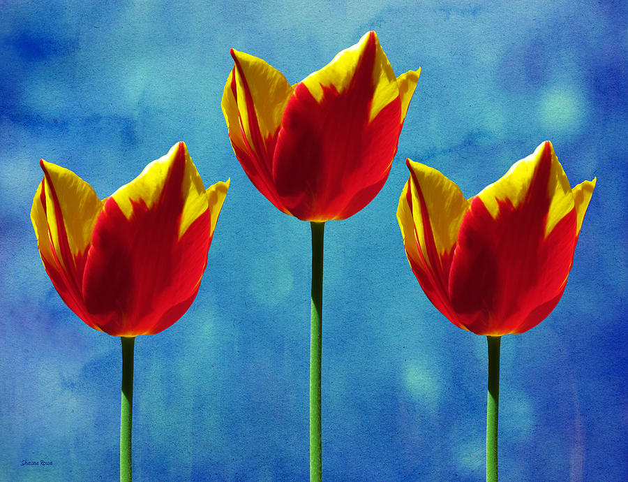Painted Tulip Triplets Photograph by Shawna Rowe