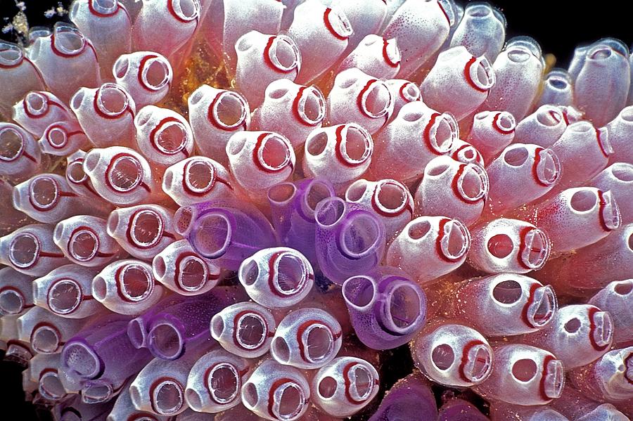 Painted Tunicate Colony Photograph by Clay Coleman/science Photo Library