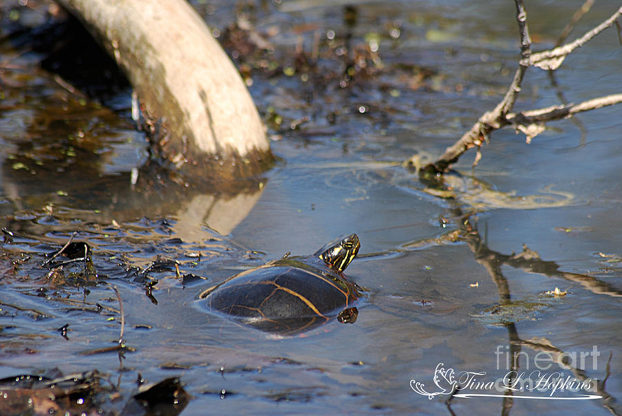 Painted Turtle 20120416_209a Photograph by Tina Hopkins