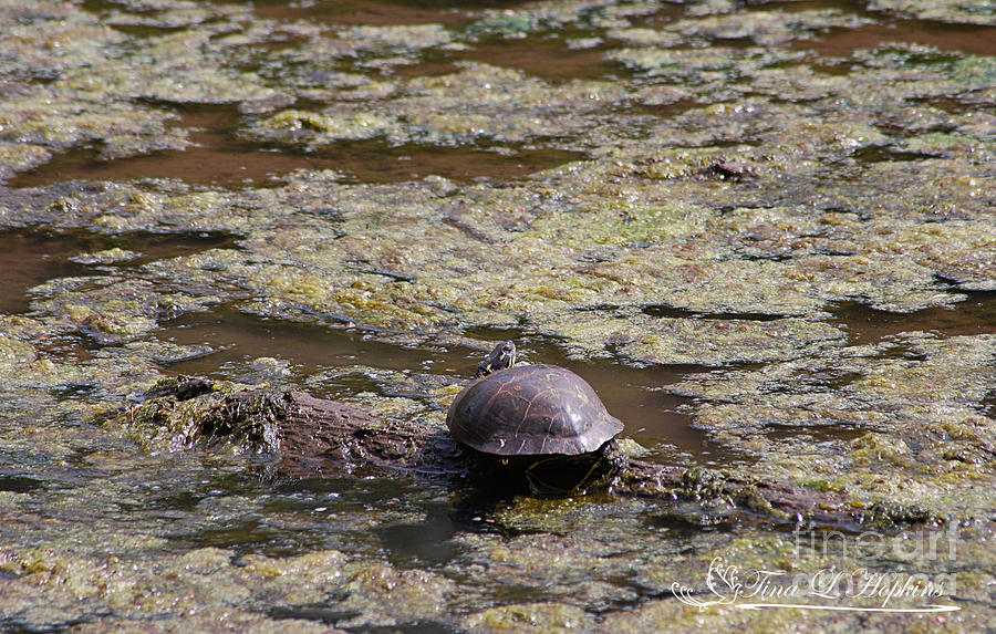 Painted Turtle 20120421_127a Photograph by Tina Hopkins