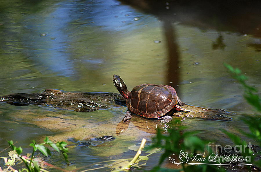 Painted Turtle 20130523_16 Photograph by Tina Hopkins