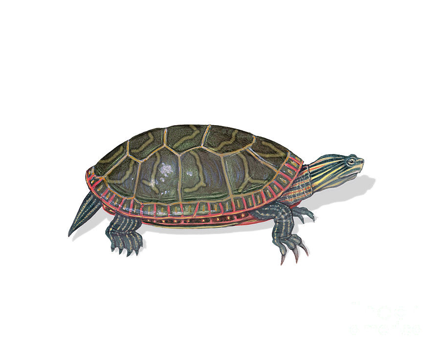 Turtle Photograph - Painted Turtle by Carlyn Iverson