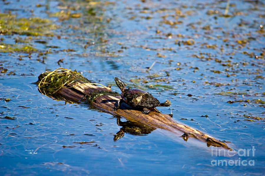 Painted Turtle - Chrysemys picta No.2 Photograph by Ms Judi