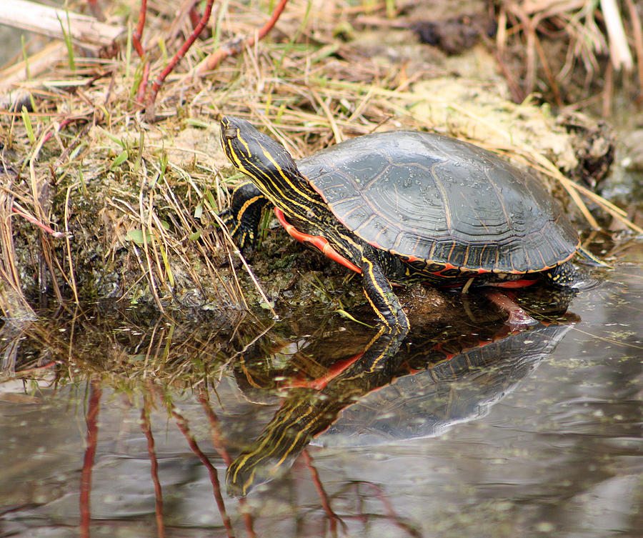 Painted Turtle Climbing Onto Shore Photograph by Robert Hamm - Fine Art ...