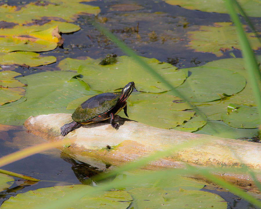 Painted Turtle Photograph by David Edward Burton - Fine Art America