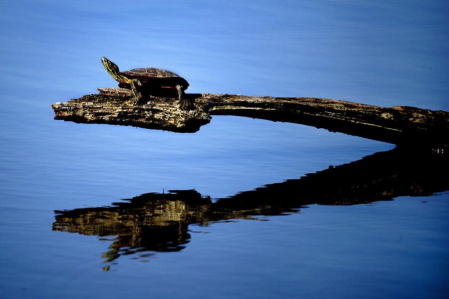 Painted Turtle Photograph by Jamieson Brown