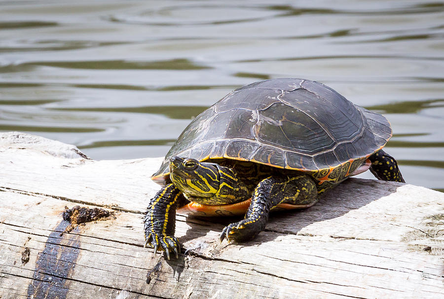 Painted Turtle by Michael Chatt Painted Turtle by Michael Chatt