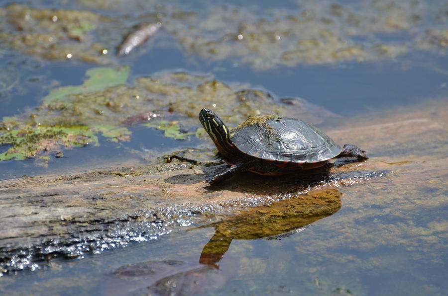 Painted Turtle on a log Photograph by Chris Tennis - Fine Art America