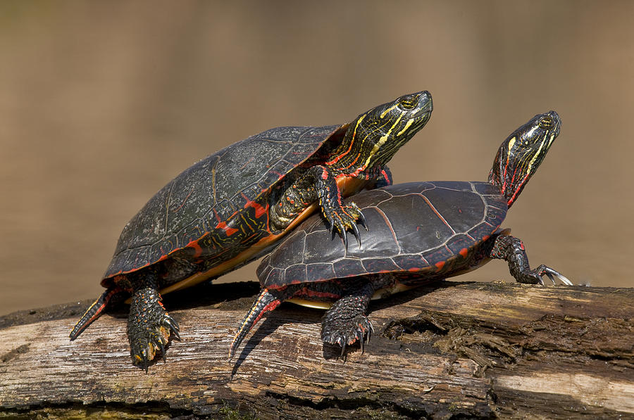 Painted Turtle Pair Sunning On Log Photograph by Steve Gettle