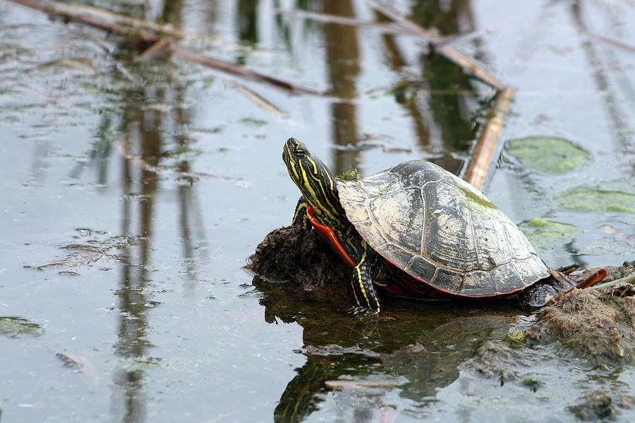 Painted Turtle Reflection Photograph by Robert Hamm | Fine Art America