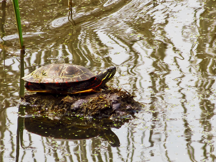 Painted Turtle Photograph by Shawna Rowe