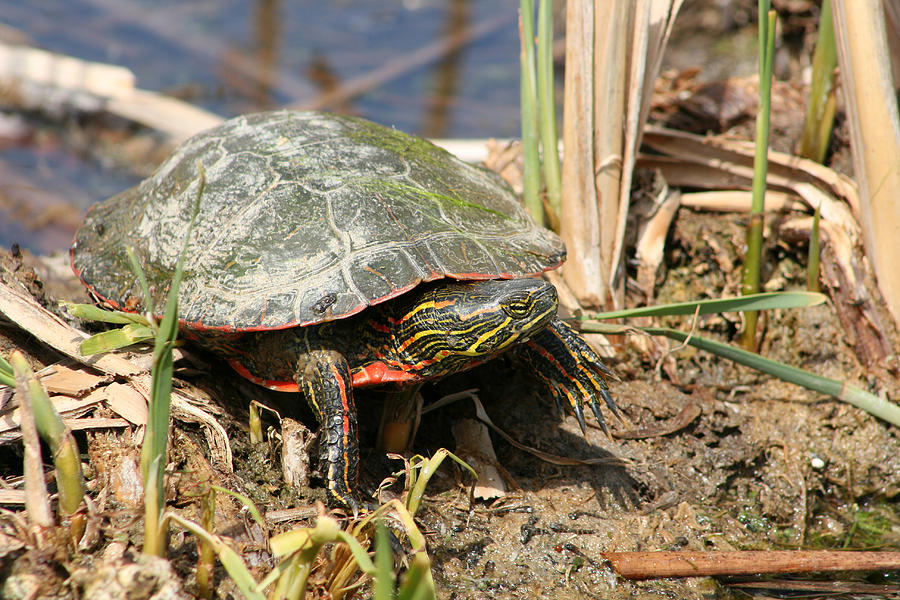 Painted Turtle Standing in a Marsh Photograph by Robert Hamm | Fine Art ...