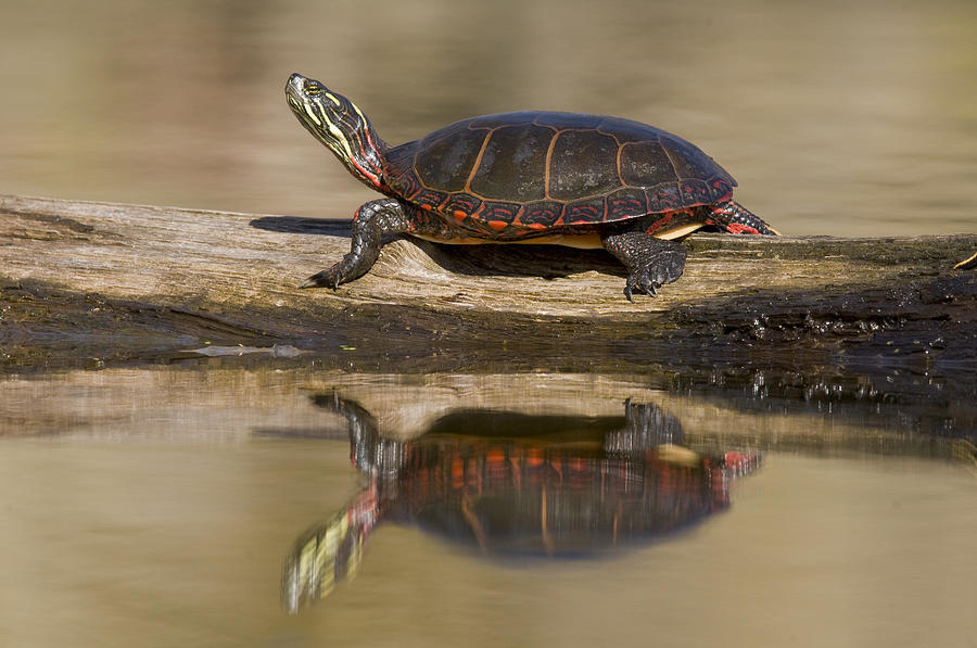 Painted Turtle Sunning On A Log Photograph by Steve Gettle