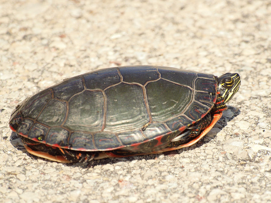 Painted Turtle Photograph by Thomas Young